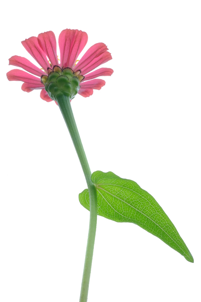 庭の百日草　その６