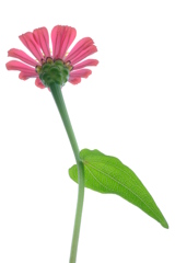 庭の百日草　その６