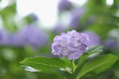 雨の日の紫陽花　その11