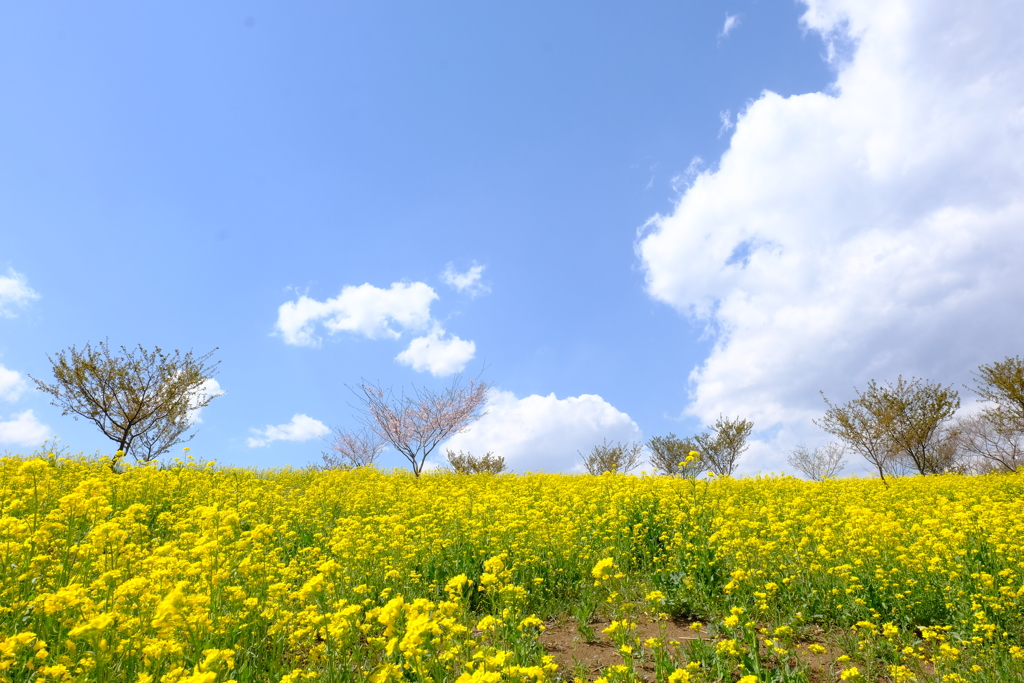 菜の花の丘と青空
