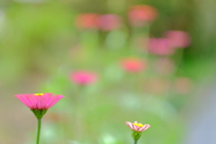 庭の百日草　その７