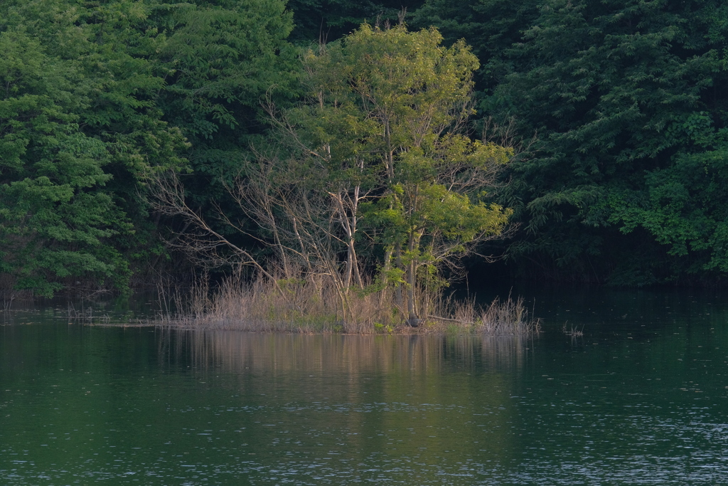 池のほとり2