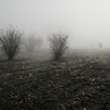 霧深い朝