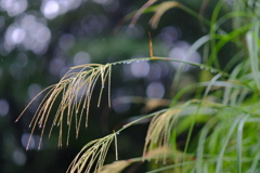雨の日のススキ