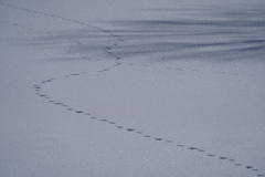 銀ラメの雪原に