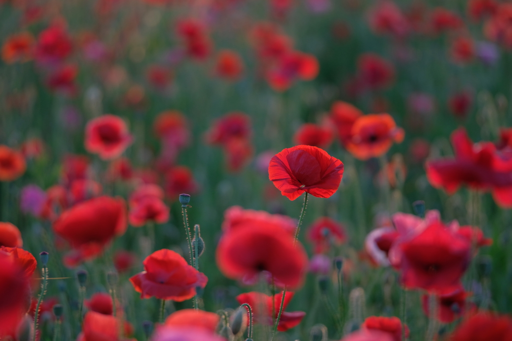 ポピーの花畑9