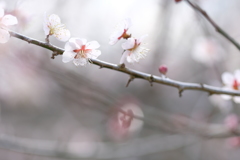 梅香る日に