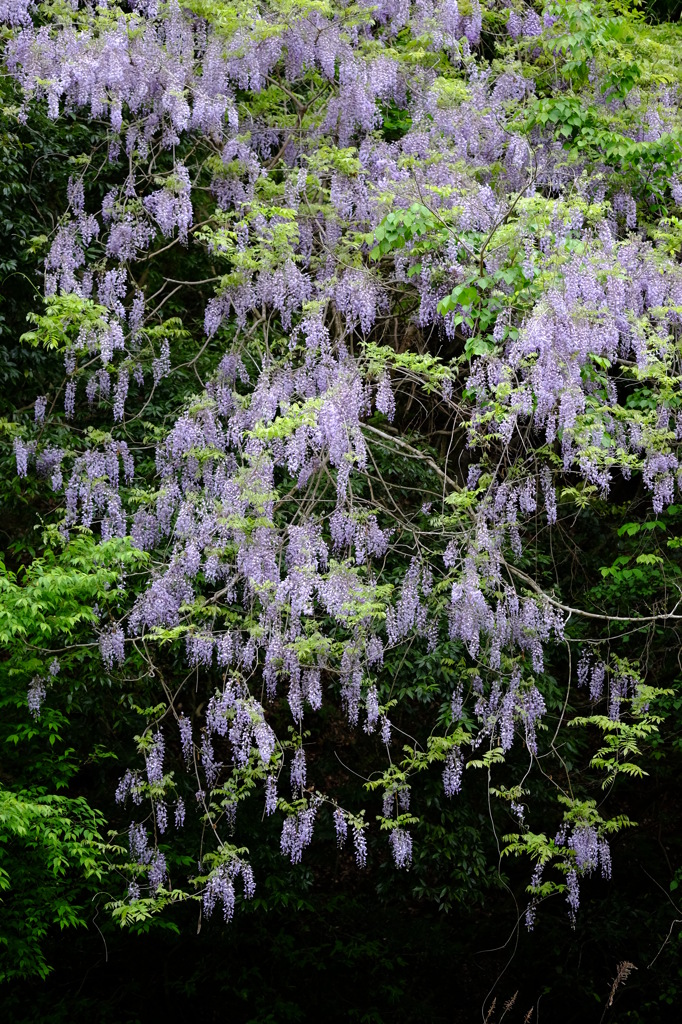 藤の花　その4