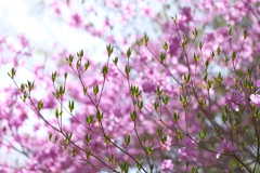 高原の芽吹き