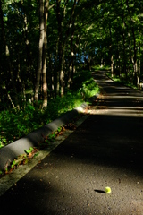 朝の山道