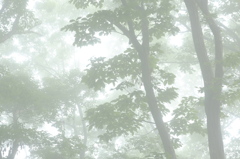 朝霧の森　その８