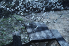 小さな公園の梅