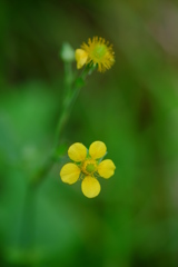 森に咲いていた花