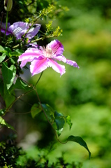 庭に咲いていた花　その２