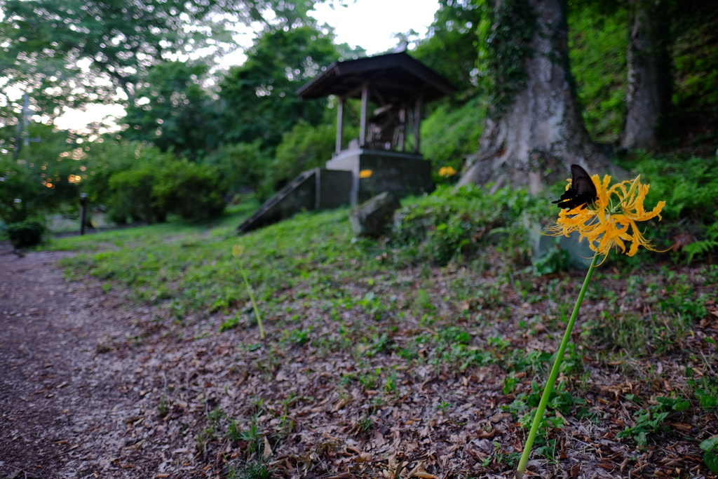 彼岸花の咲く風景