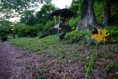 彼岸花の咲く風景
