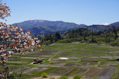 くぬぎ平の棚田