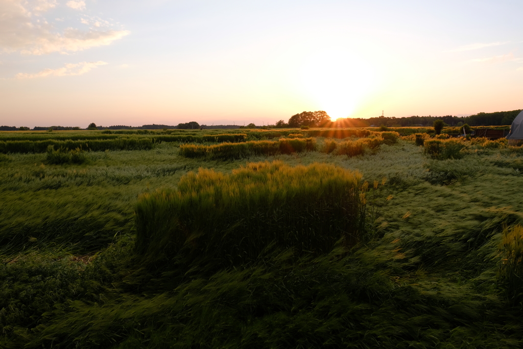 麦畑と夕陽2