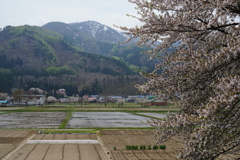 花散る季節1