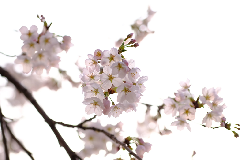 薄く淡く