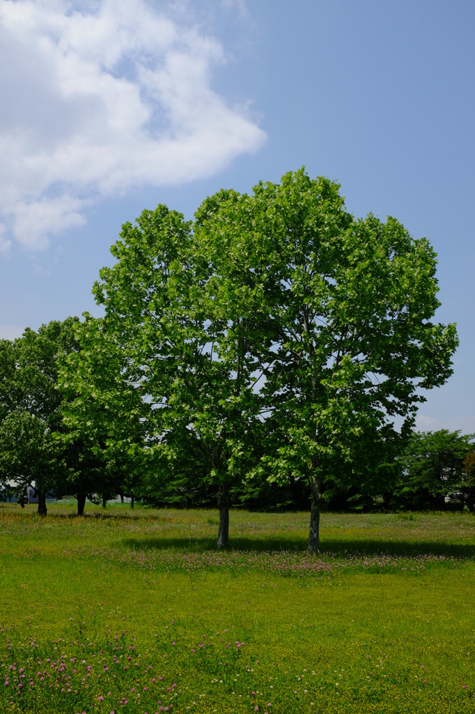 風薫る季節の公園