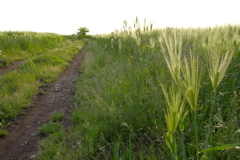 麦畑の道2