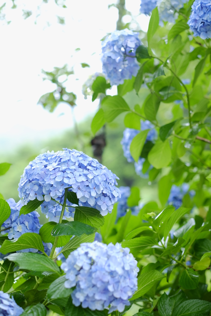 雨の日の紫陽花　その１４