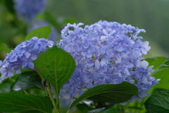 あじさいの咲く公園2