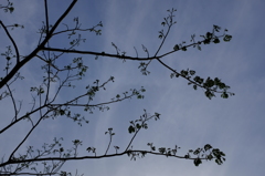 枝　その１