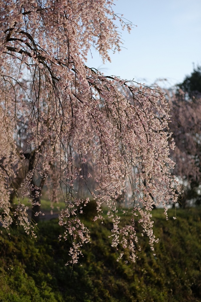 枝垂れ桜