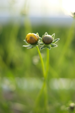 ふたつの蕾