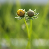 ふたつの蕾