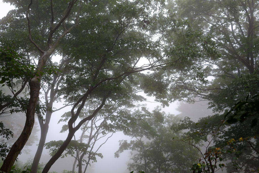 秋雨の森　その２