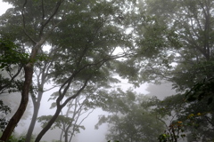 秋雨の森　その２