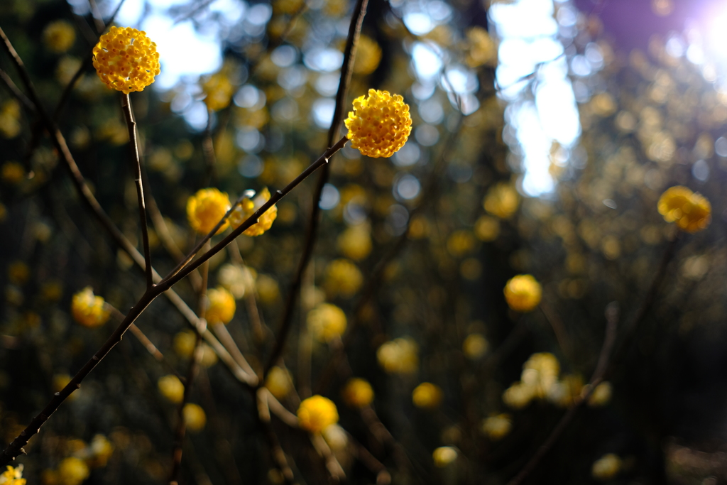 ミツマタの花3