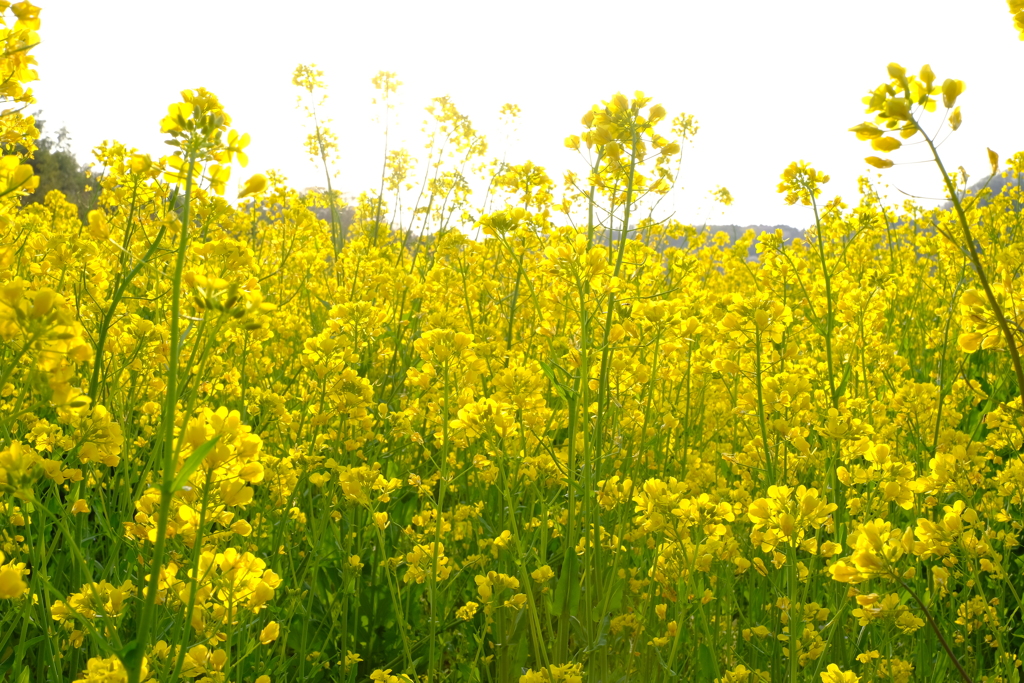 菜の花畑2