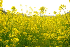 菜の花畑2