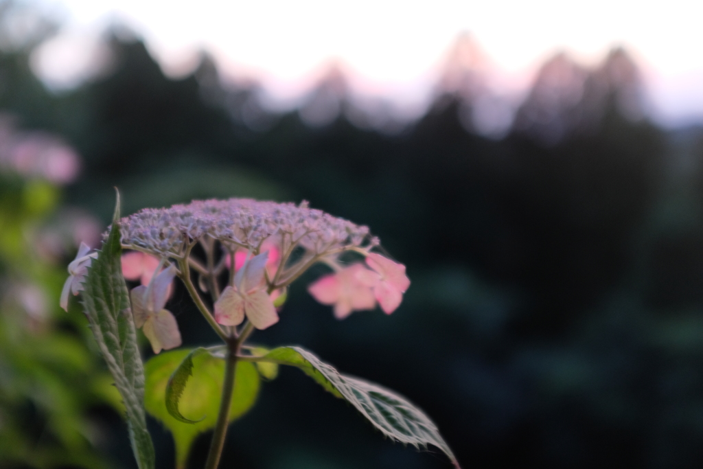 夕暮れの紫陽花