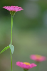庭の百日草　その３