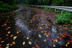 秋雨の山道