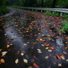 秋雨の山道