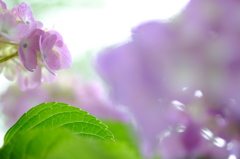 雨の日の紫陽花
