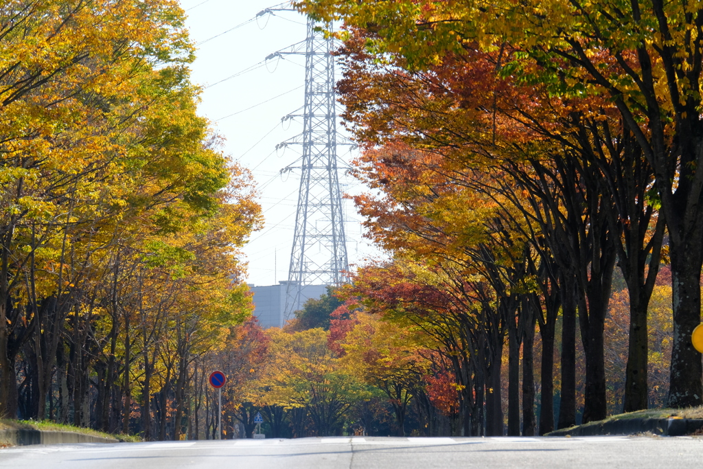 紅葉の街路樹 その3