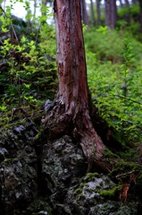 石の上にもウン年　その３