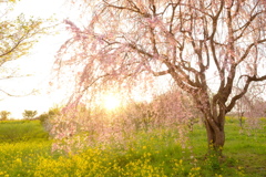 菜の花と桜