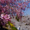 お花見散歩
