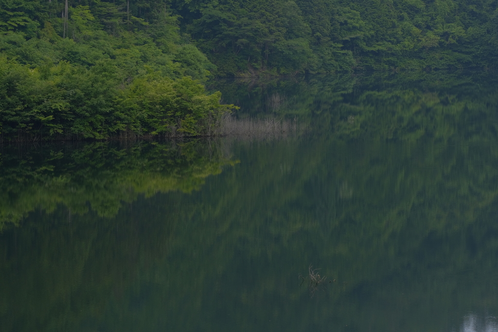 緑の水辺2