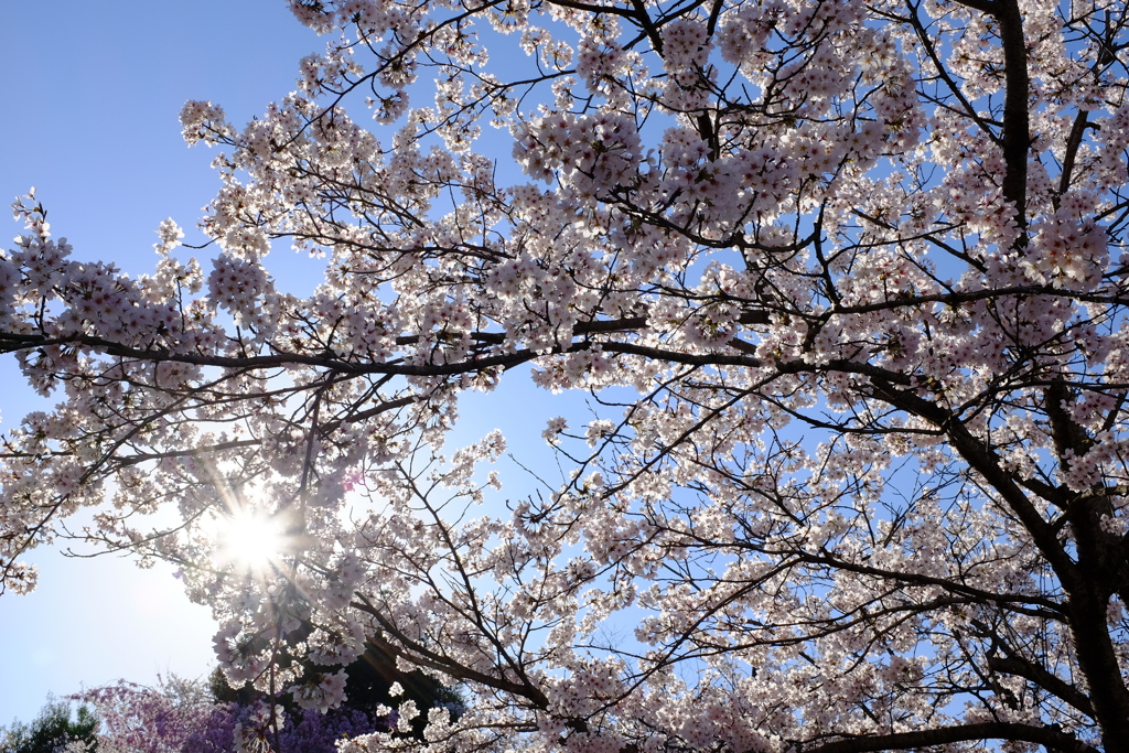 お花見散歩　その8