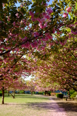 八重桜の咲く公園