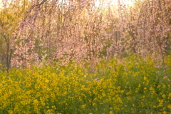 菜の花と桜2